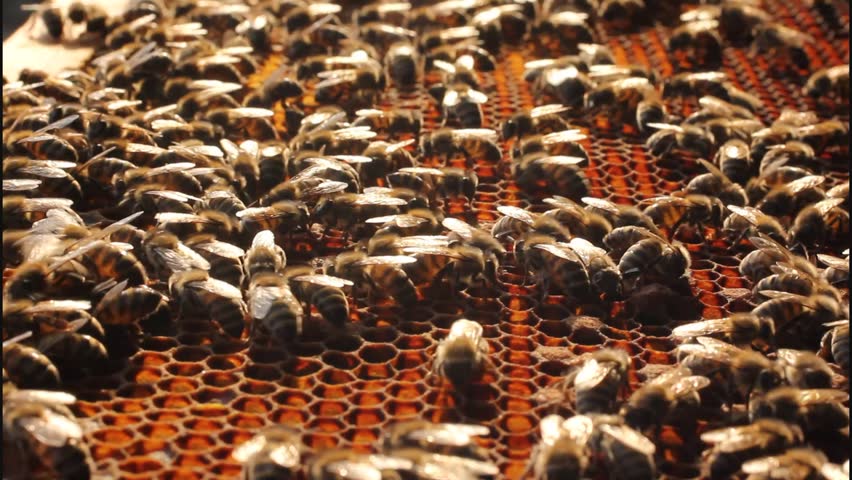 Work bees in hive
Bees convert nectar into honey. In comb contains nectar, honey and pollen.