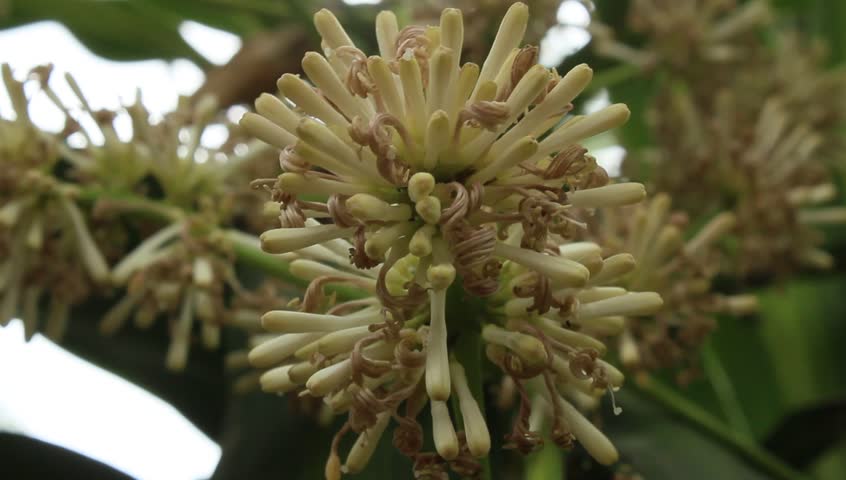 magnolia flower 
