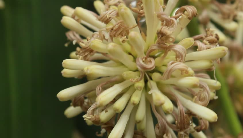 magnolia flower 