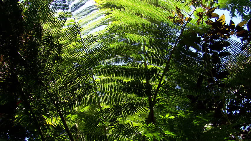 Tilt down from top of ferns