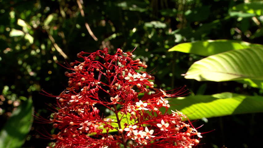 Tilt down from top to bottom of flower