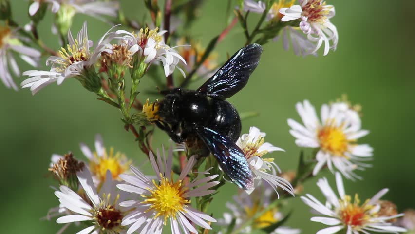 Bumblebee black body and wings of blue, purple or violet flying and sucking the nectar of flowers (Xylocopa violacea). Called Bumblebee Bumblebee wood or carpenter