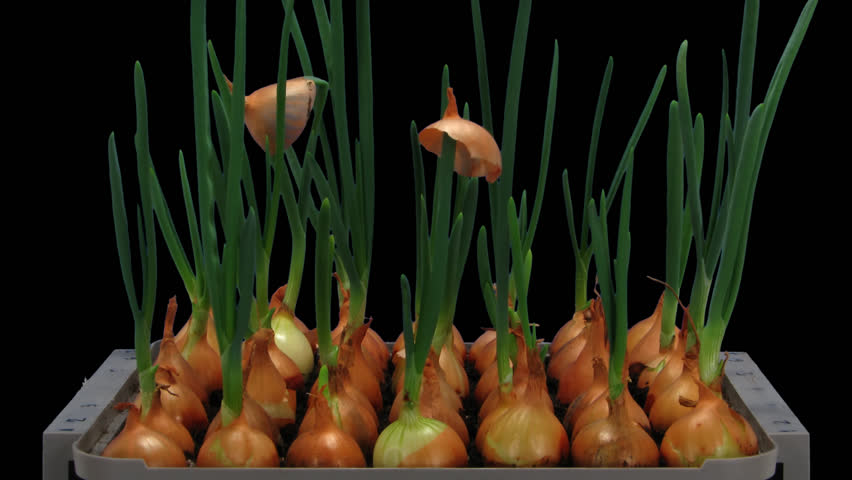 Time-lapse of growing onion sprouts 12a1 in PNG+ format with alpha transparency channel isolated on black background.
