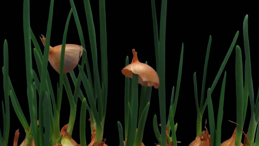 Time-lapse of growing onion sprouts 15a1 in PNG+ format with alpha transparency channel isolated on black background.
