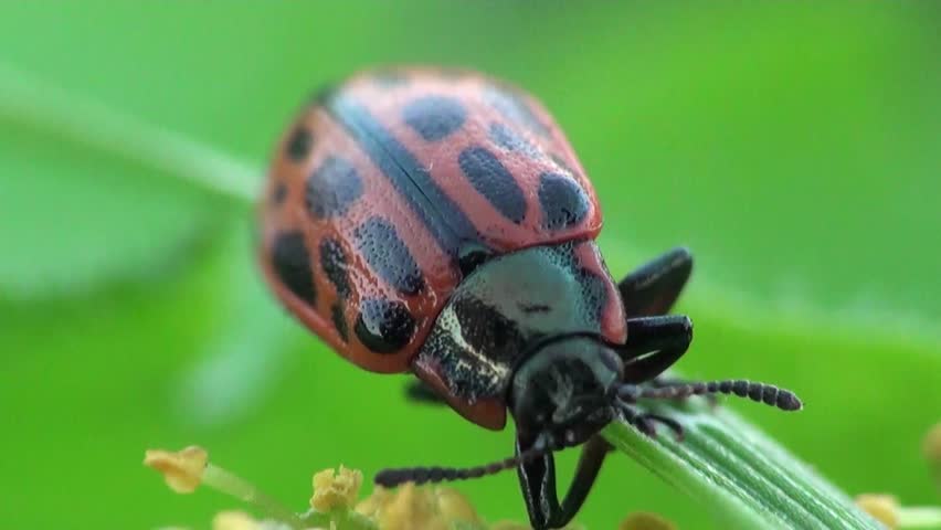 ladybug sitting on leaf