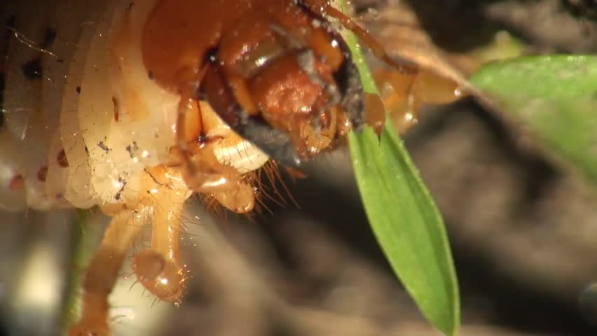 Cockchafer