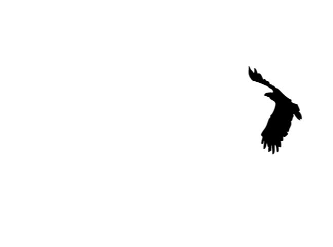 Silhouette of flying bird.  (Alpha Channel included).