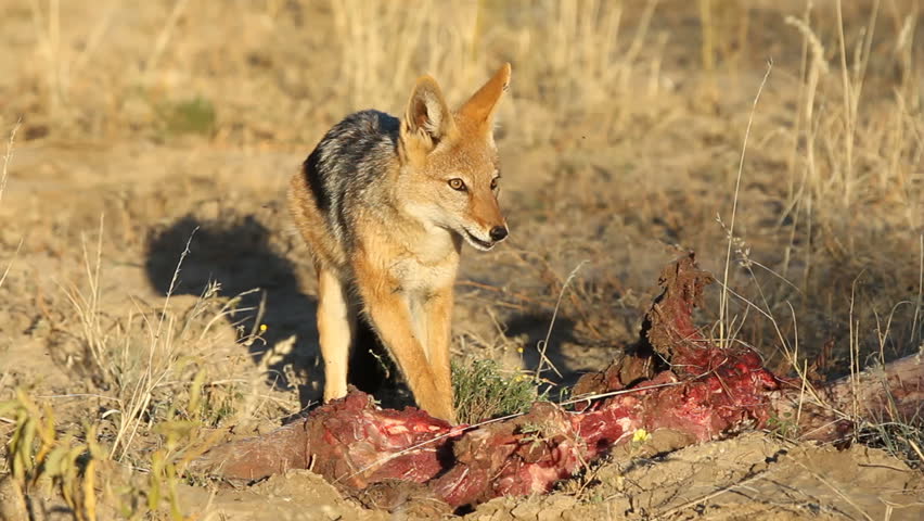 A black-backed Jackal (Canis mesomelas) scavenging on a carcass, South Africa