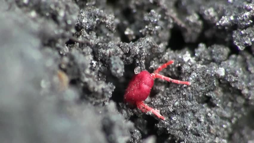 Red Bug stink bug