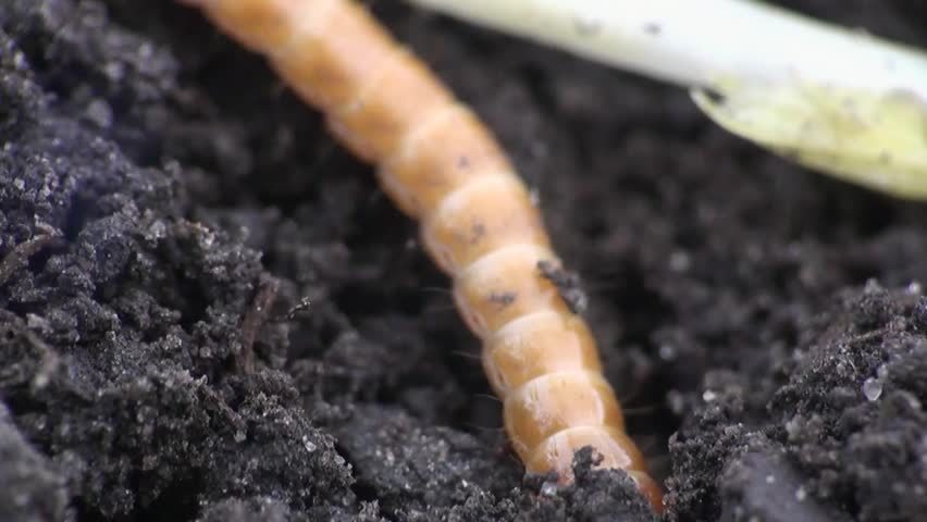 Beetle larva burrows into the ground