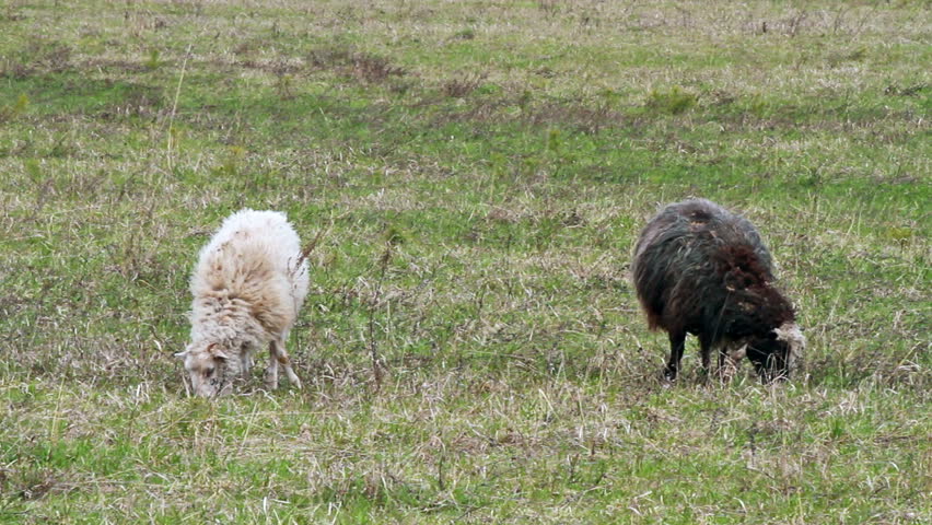 White and black sheep eat the young grass 