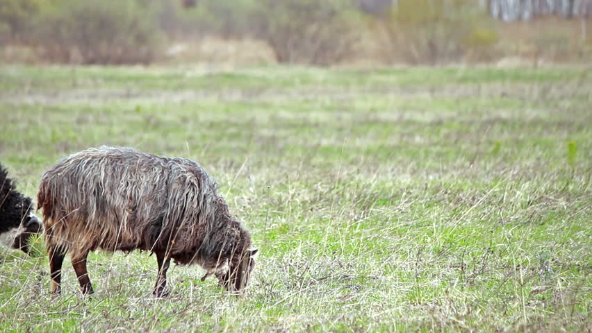 Sheep eating spring grass. Herd enters the frame 