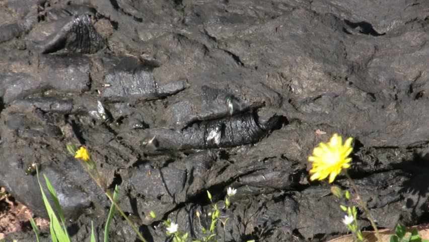 Cow dung. flies and yellow flower