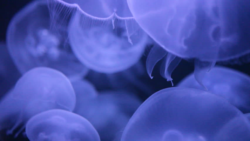 Abstract Background of Jellyfish Floating