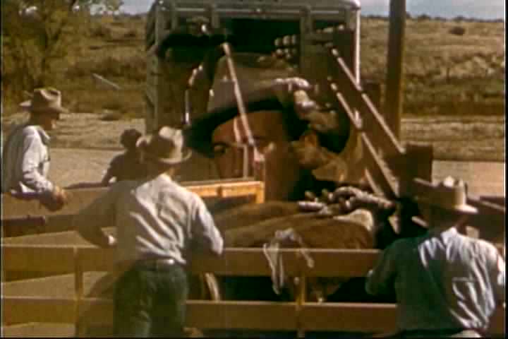 1950s - Cattle are loaded onto a freight train and transported across the nation in 1955.