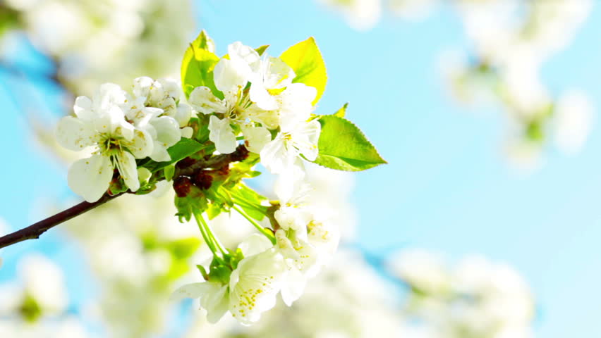 apricot flowers blooming in spring