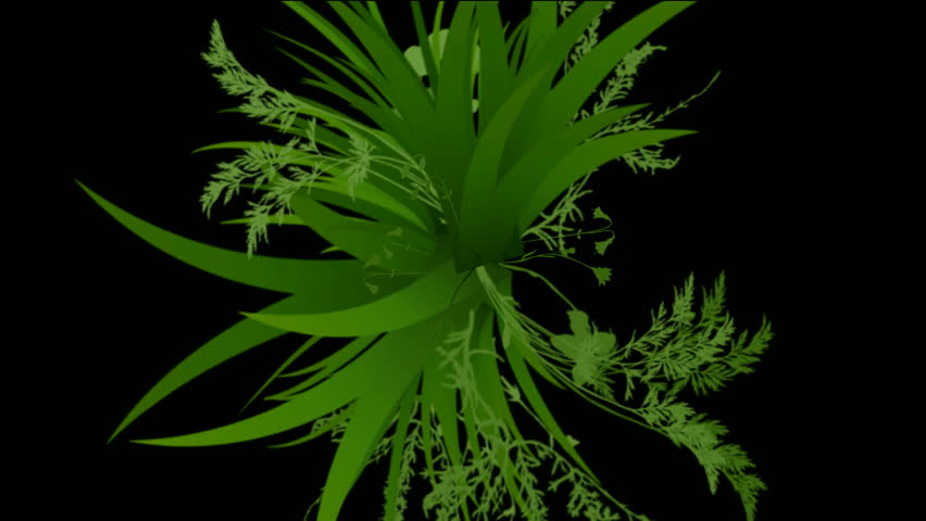 flower & plant growing silhouette.