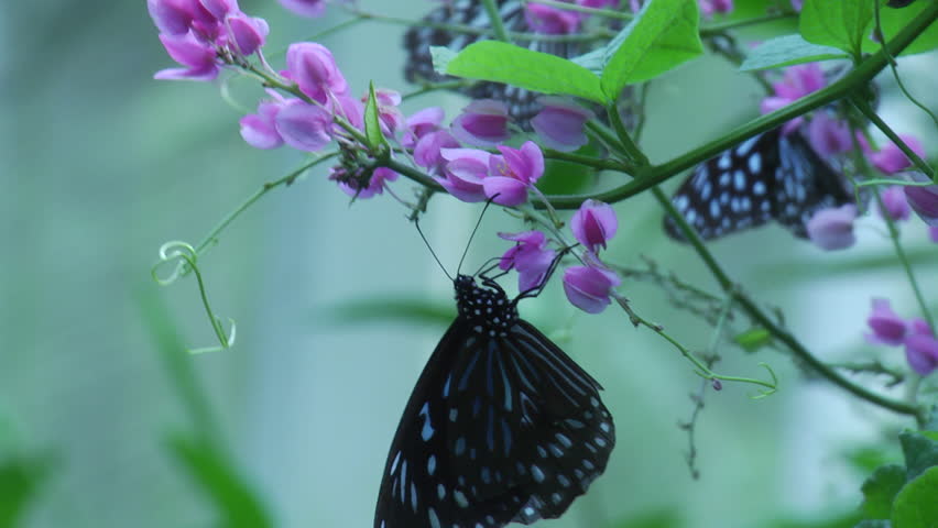 Blue Glassy Tiger Butterfly with flower 