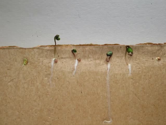 Radish Seed Time-Lapse - A time-lapse of radish seeds growing, with both the roots and shoots visible. Tan background.