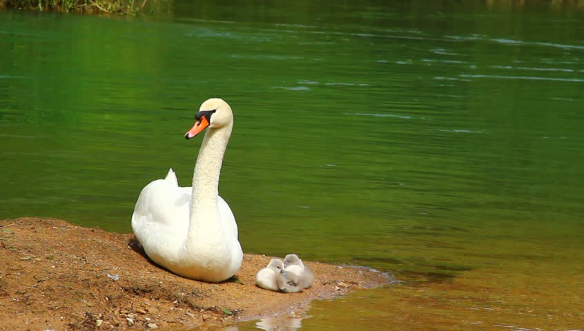 Young swan family on the coast of emerald river.