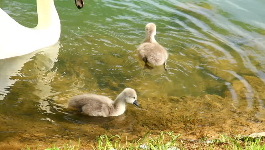 Swan family on the calm emerald river.