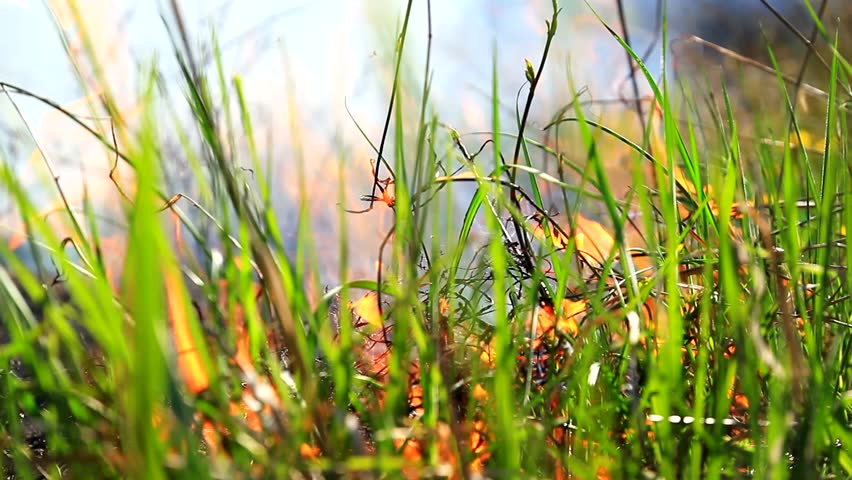 Summer Grass in Flames Forest Fire Danger Nature Background HD