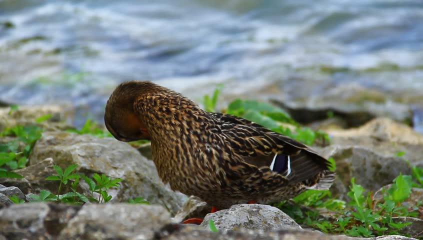 Ducks near the river coast.
