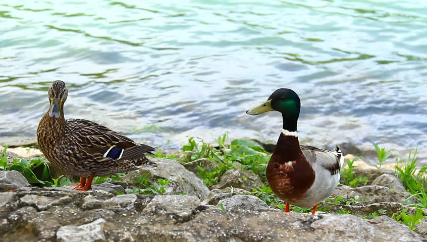 Ducks near the river coast.