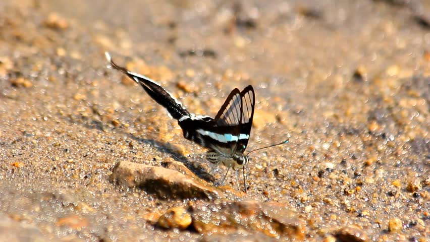 Black and white butterfly on the ground.