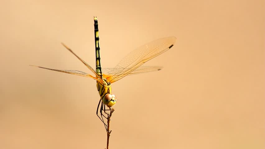Yellow dragonfly on the branch.
