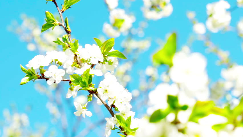 apricot flowers blooming in spring