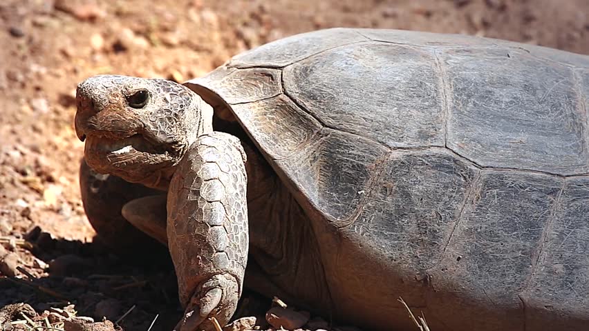 An endangered Bolson Tortoise in Arizona, USA.  The tortoise is unique among Pleistocene animals in that, unlike mammoths, sabre-toothed tigers and giant ground sloths, it is not extinct. 