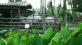 A rustic wooden pen houses some lite colored Asian cows known as 'Ëhumped cattleâ or 'ËIndicus cattle'. Taken in Thailand.