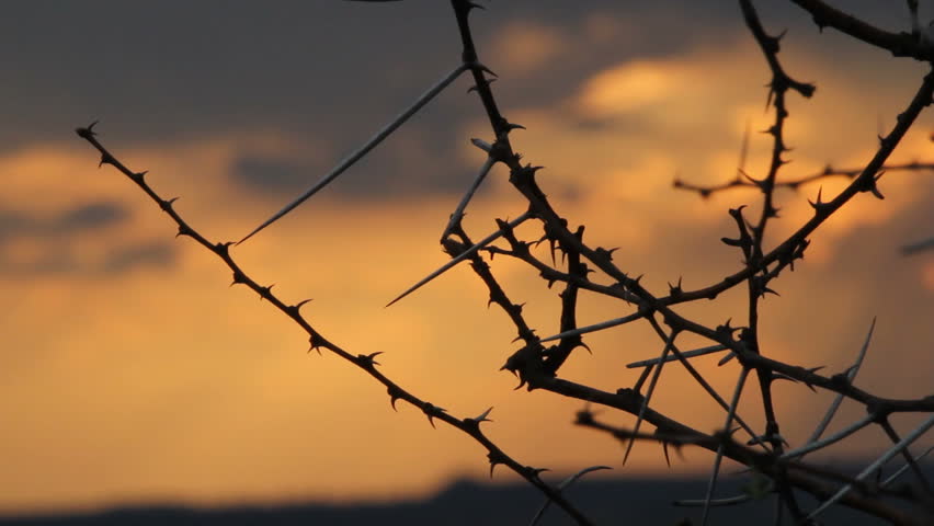 SOUTH AFRICA - CIRCA 2012 - Dusk in savannah
