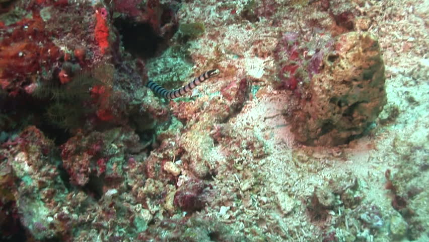 sea snake looking for food