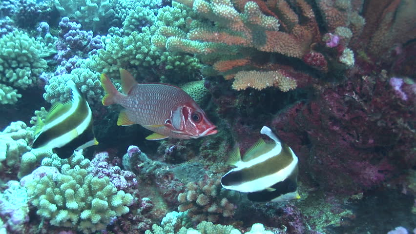 squirrel fish with banner fish