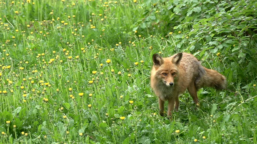 fox