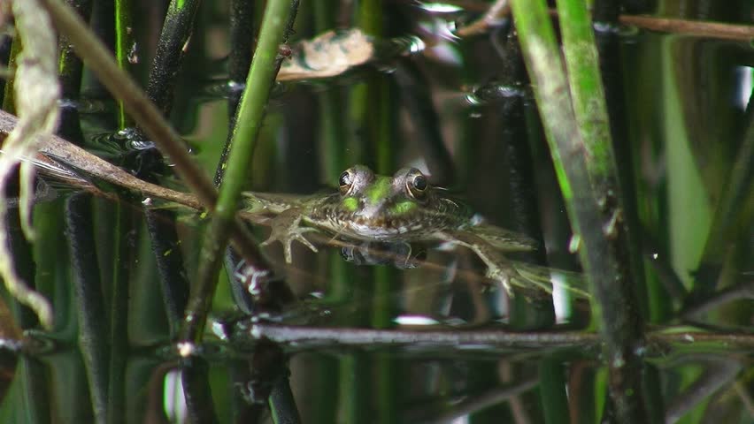 Frog in pond (diving)