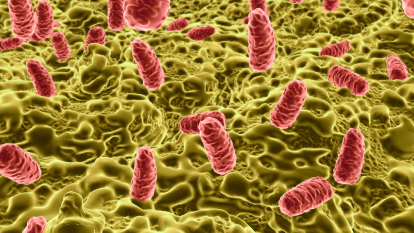 salmonella