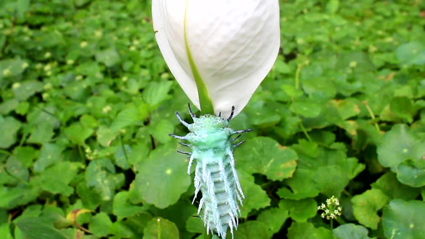 green caterpillar crawling on leaves
