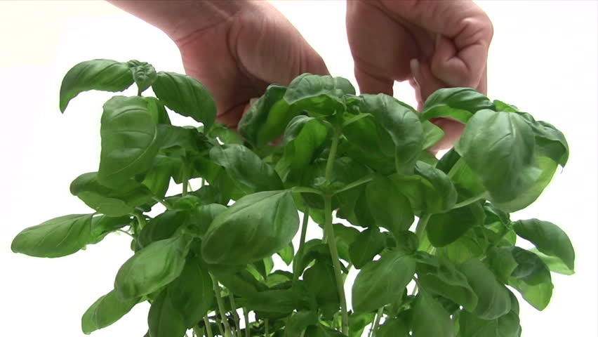 Picking Basil