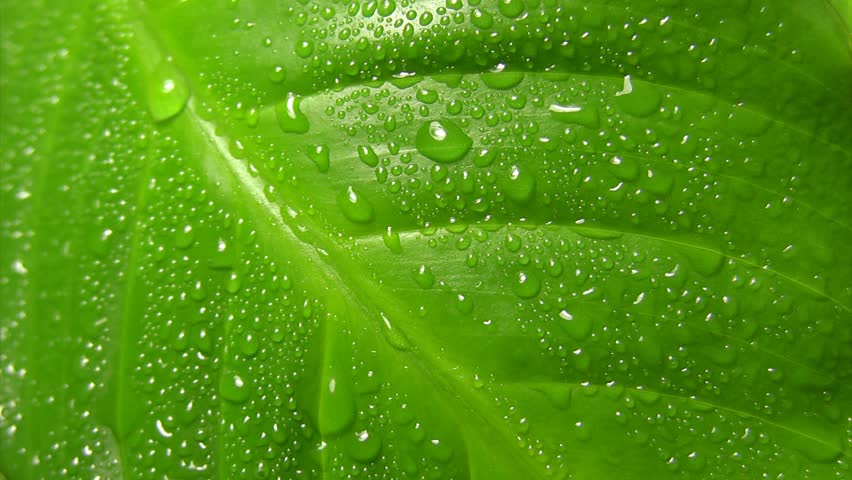 Water-drops on leaf surface