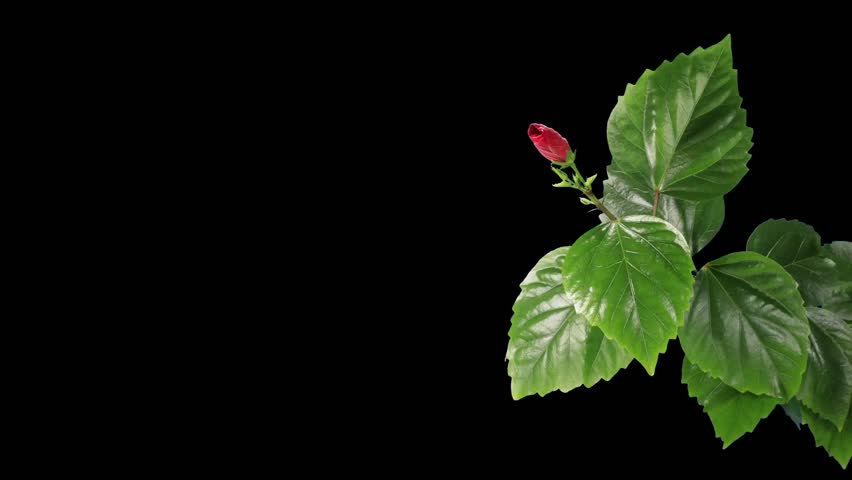 Blooming red Hibiscus flower buds ALPHA matte (Hibiscus rosa-sinensis L.) (Time Lapse)

