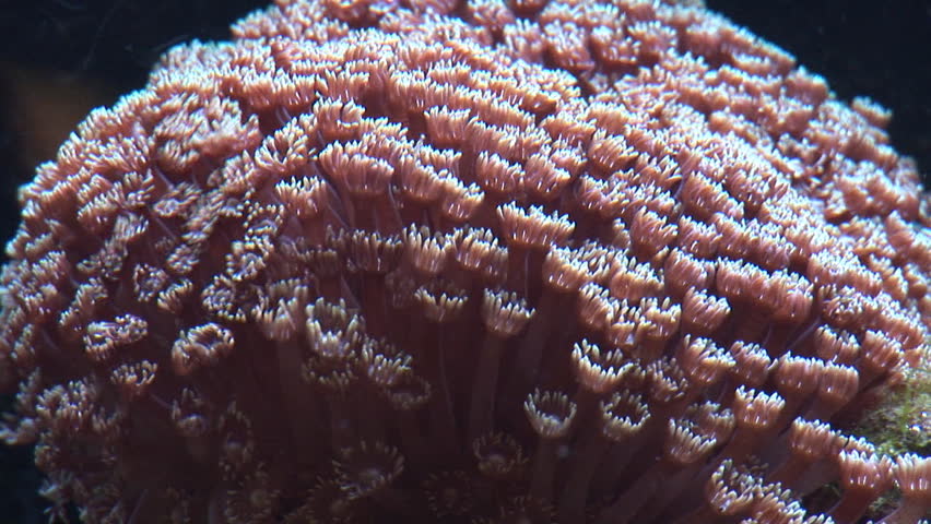 sea anemone flow  with the water