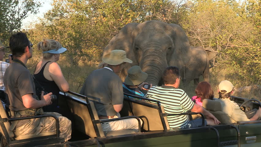 HOEDSPRUIT, LIMPOPO - CIRCA 2011: elephant right very close to safari Vehicle