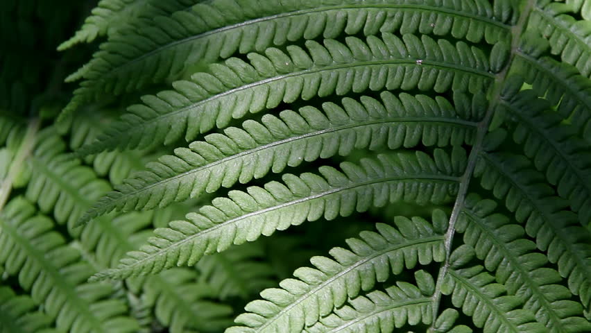 Fern in changing light
