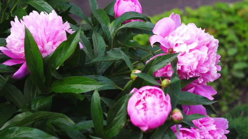 Peonies blooming in the garden 