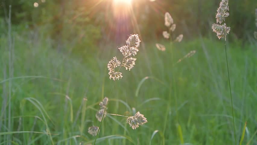 Grass