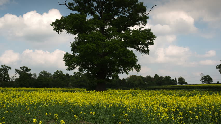 Timelapse of a beautiful tree in an english countryside meadow during summer.
