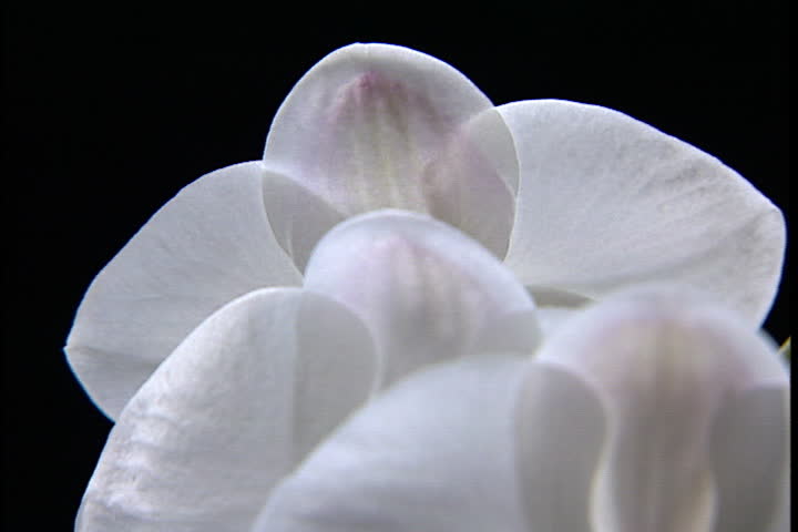 White orchid flowers against a black background.